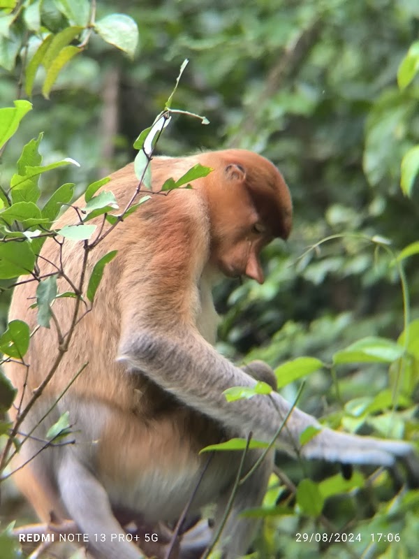 Kinabatangan wildlife river cruise