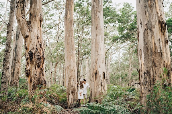Boranup Forest Viewpoint