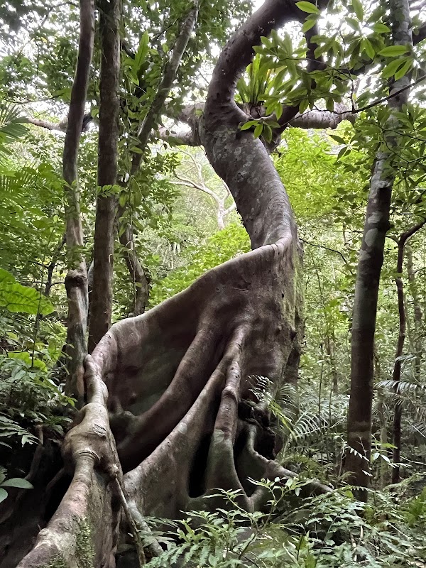 Iriomote-jima 4