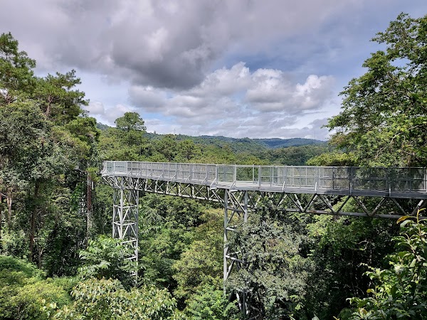 The Canopy Walks 1