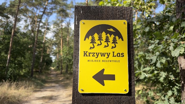 Krzywy Las 2