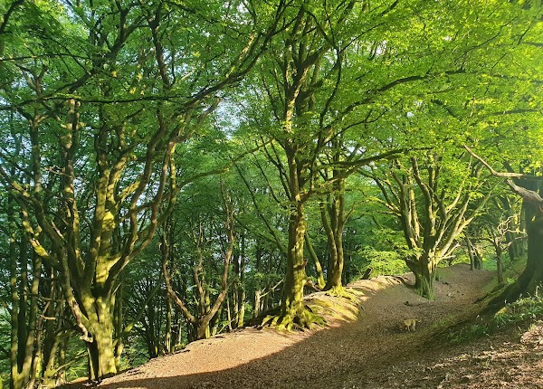 Harpford Wood 1
