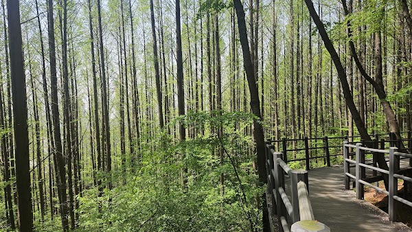 Ansan Metasequoia Forest
