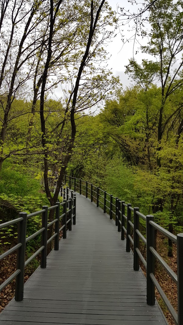Ansan Metasequoia Forest 5