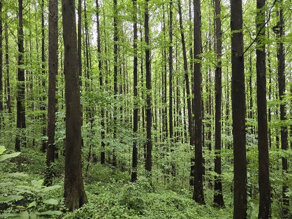 Ansan Metasequoia Forest 4