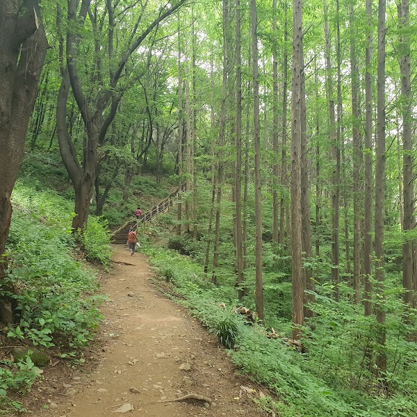 Ansan Metasequoia Forest 3