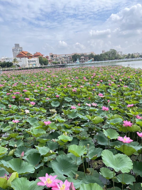 Lotus Pond 2
