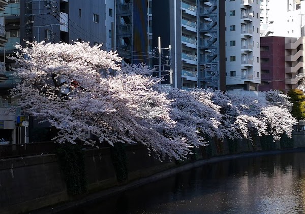 Kamata 4