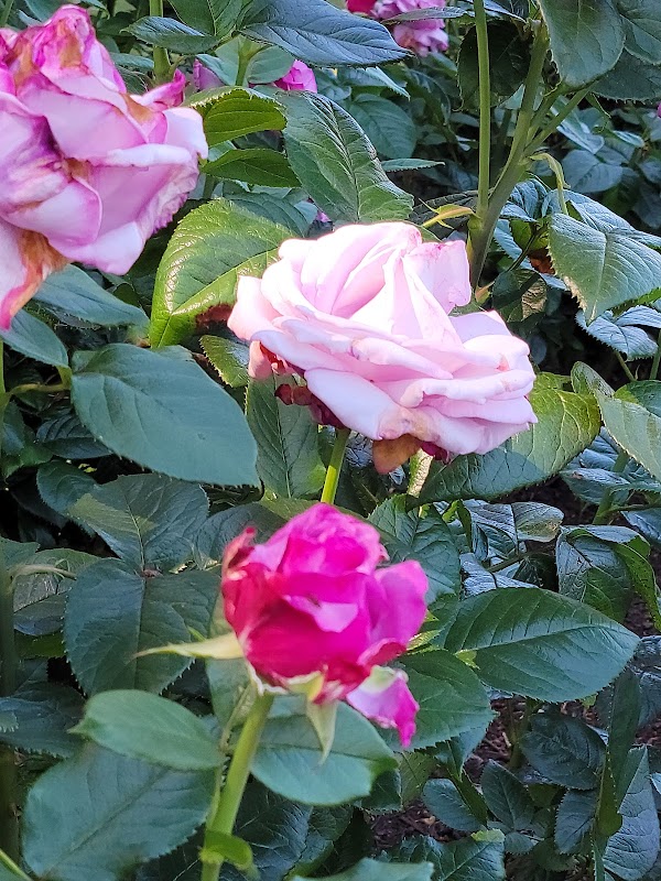 Washington Park 2