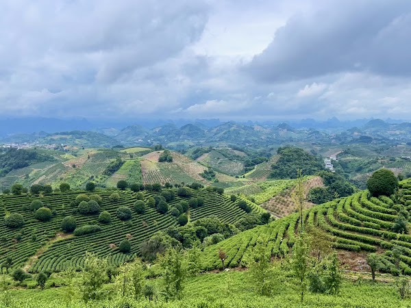 Qixianfeng Ecological Tea Garden 1
