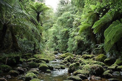 Kaimai-Mamaku Forest Park