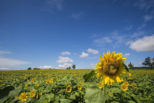 Hakwon Farm 5