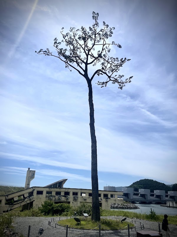 Miracle Lone Pine