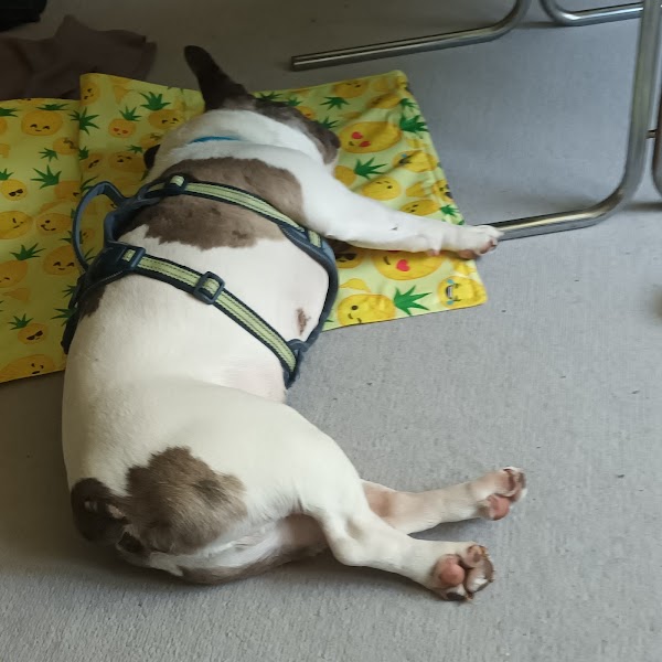 Battersea Dogs and Cats Home 2