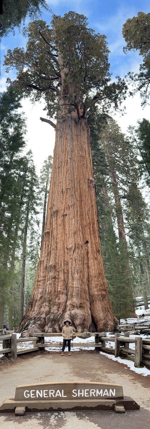 Giant Forest 1