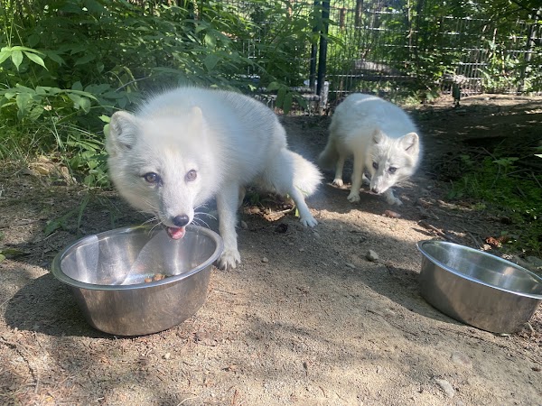 Alaska Zoo 1