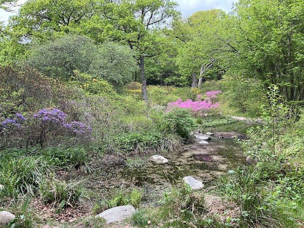 Azalea Valley 1