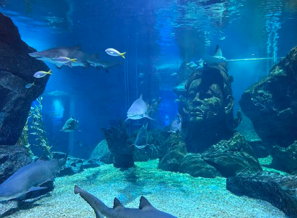 SEA LIFE Bangkok Ocean World 5