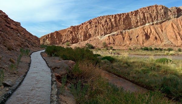 Catarpe