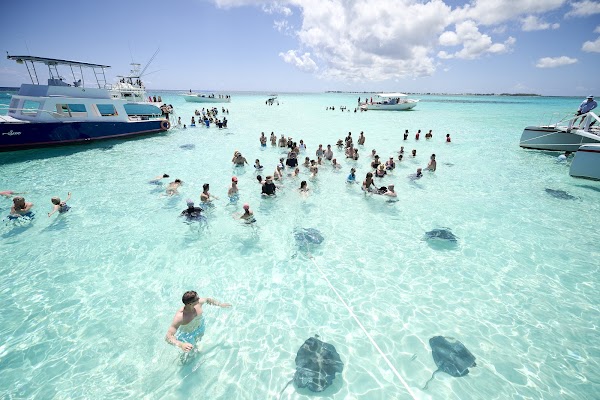 Stingray City Cayman Islands 5