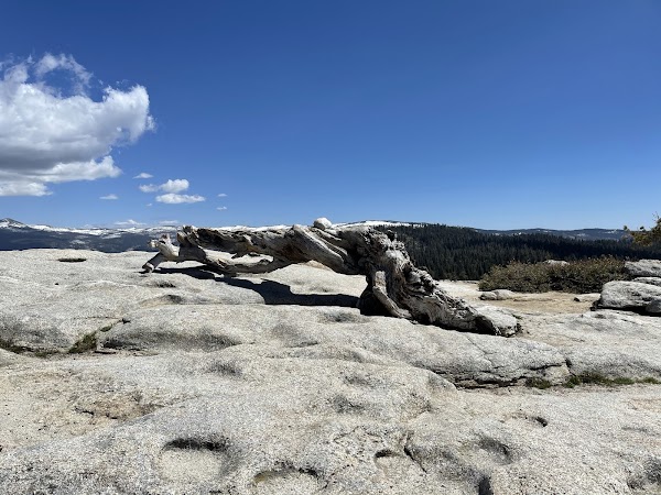 Sentinel Dome 4