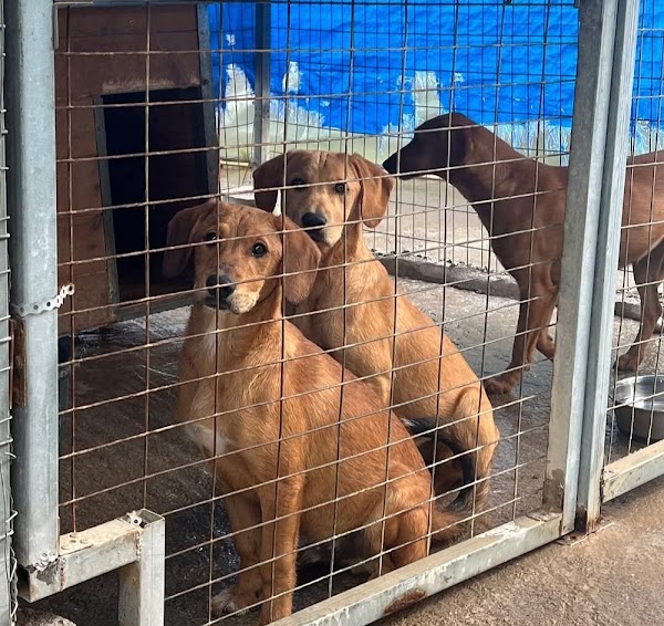 Gournes Animal Shelter