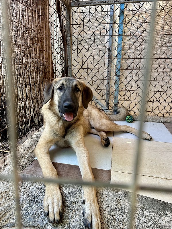 Gournes Animal Shelter 3