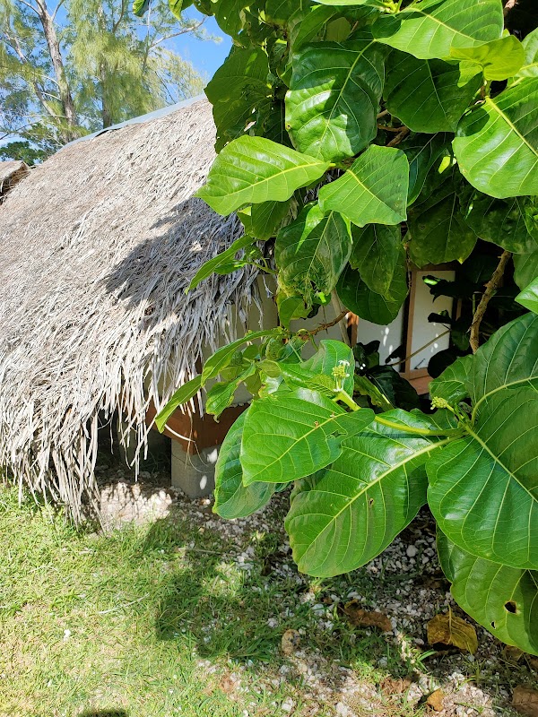 Mo'orea 1