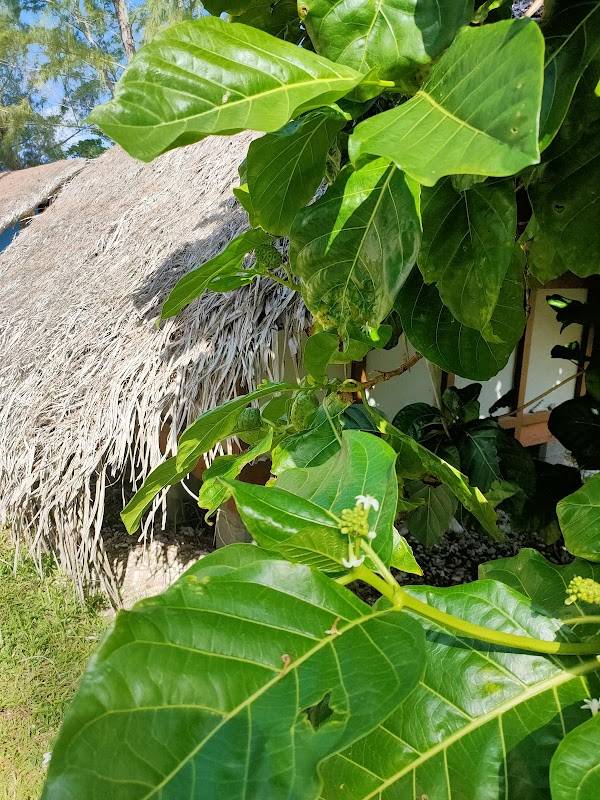 Mo'orea 2