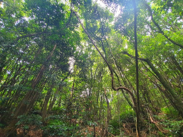 Hwansang Forest 4