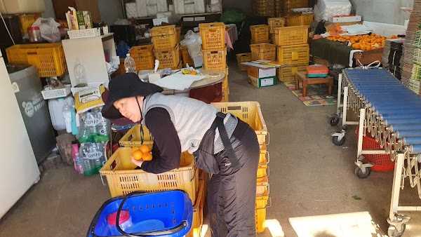 Jeju Tangerine Farm 4
