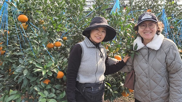 Jeju Tangerine Farm 3