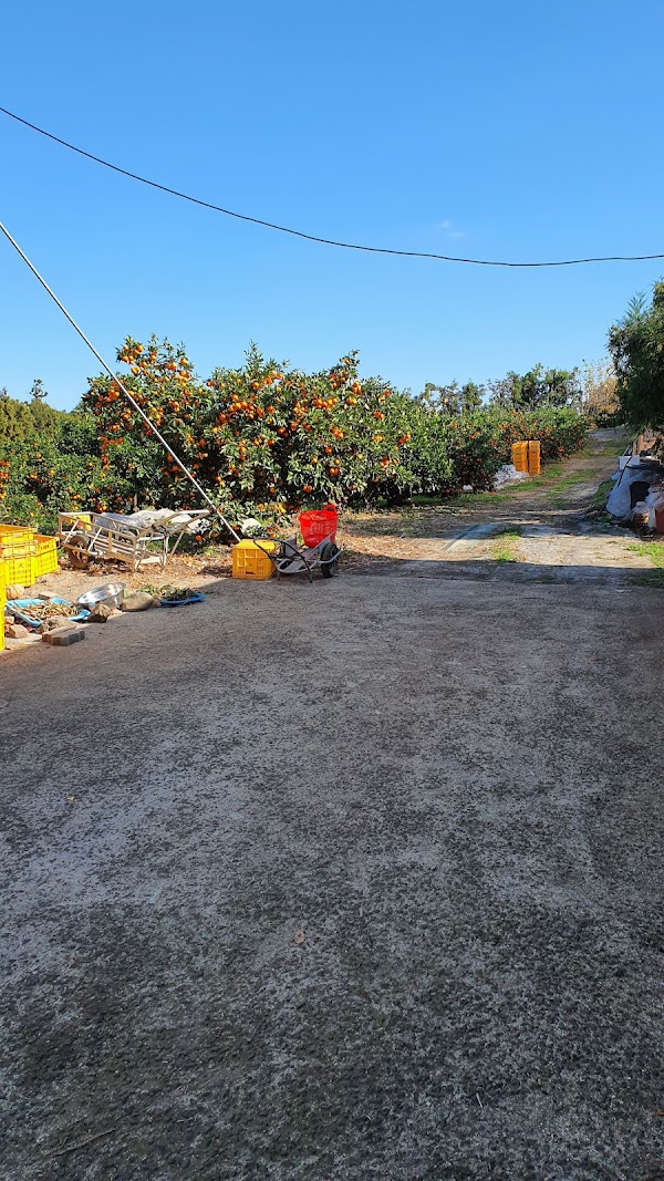 Jeju Tangerine Farm 2