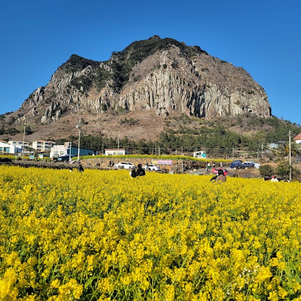 Sanbangsan Canola Field