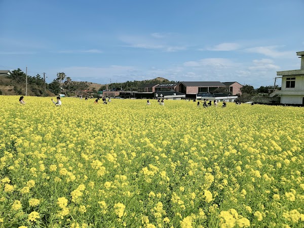 Sanbangsan Canola Field 5