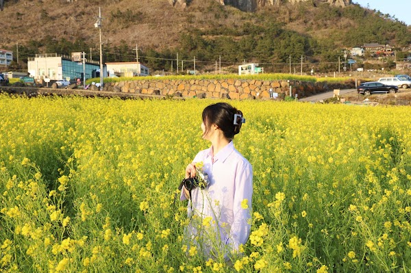 Sanbangsan Canola Field 3