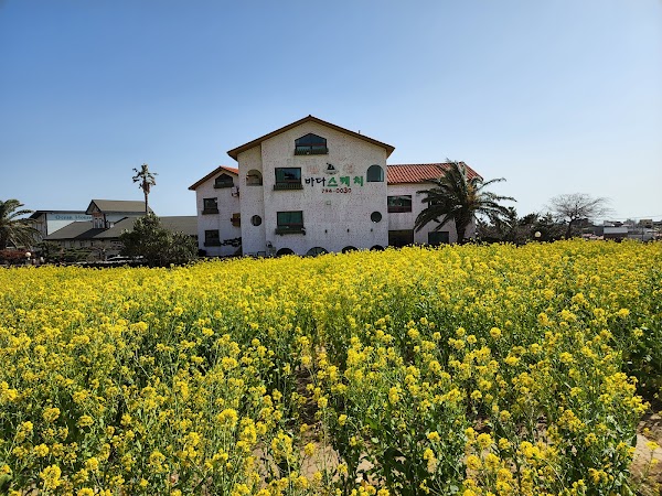 Sanbangsan Canola Field 2