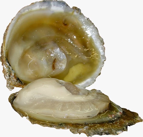 Barnes Wild Bluff Oysters 2