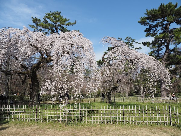 Kyoto Gyoen National Garden 5