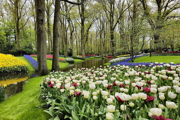 Keukenhof 1