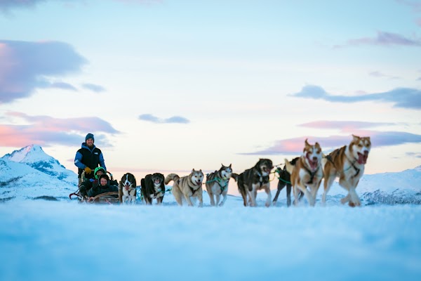 Tromso Wilderness Center - Dog sledding