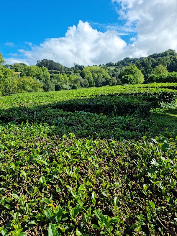 Gorreana Tea Factory 5