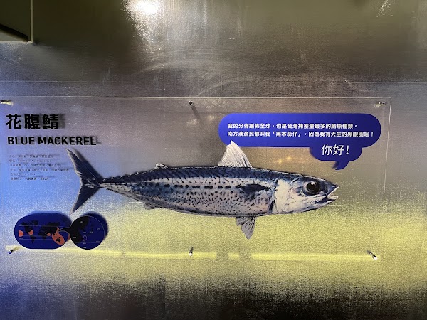 大鯖魚夢工廠