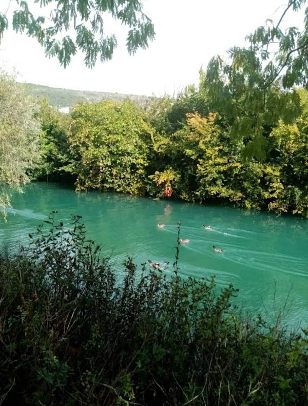 Lištica 3
