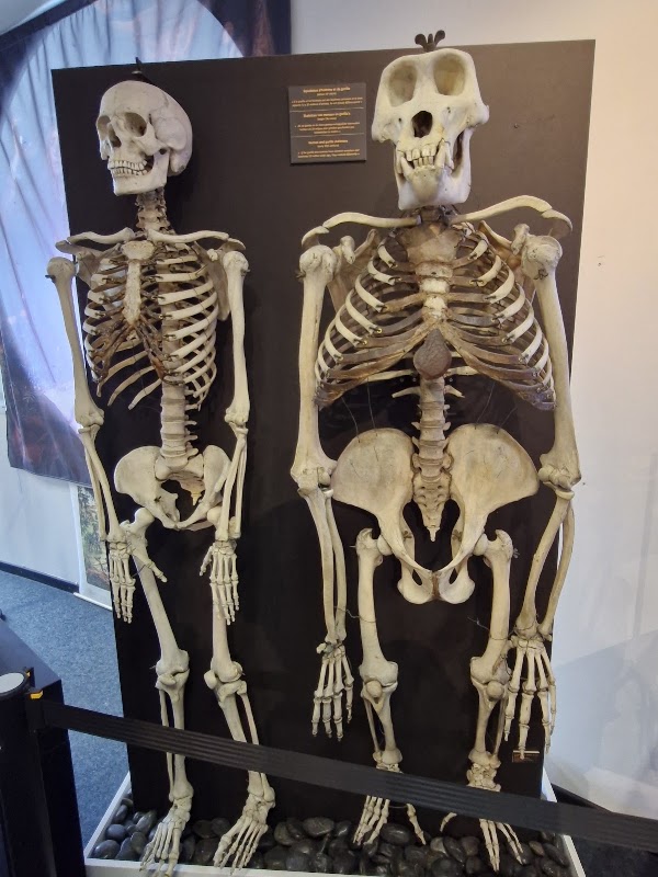 Geneeskundemuseum 2