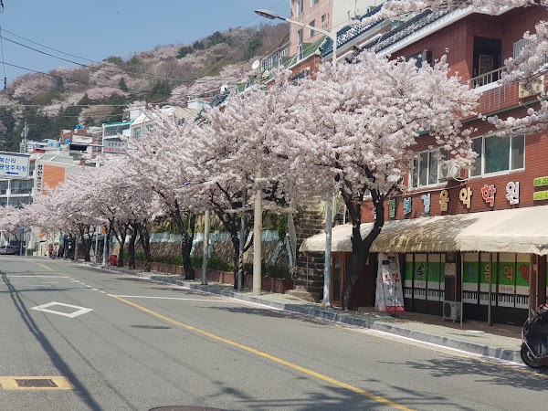 망양벚꽃길