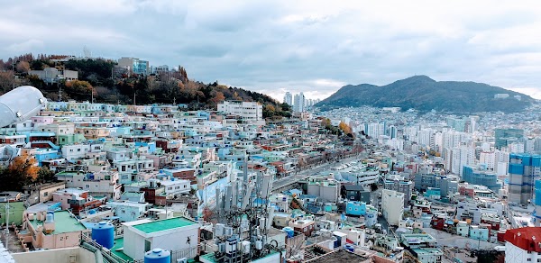 망양벚꽃길 4
