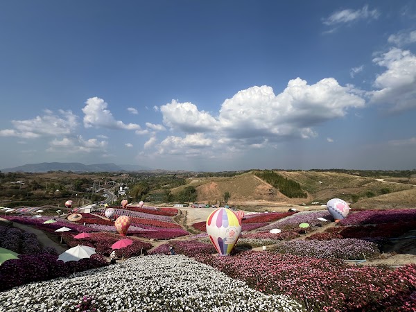 Hydrangea flower field Khao Kho