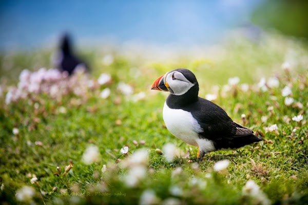 Skomer 4