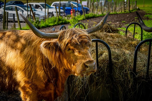 The Highland Cows